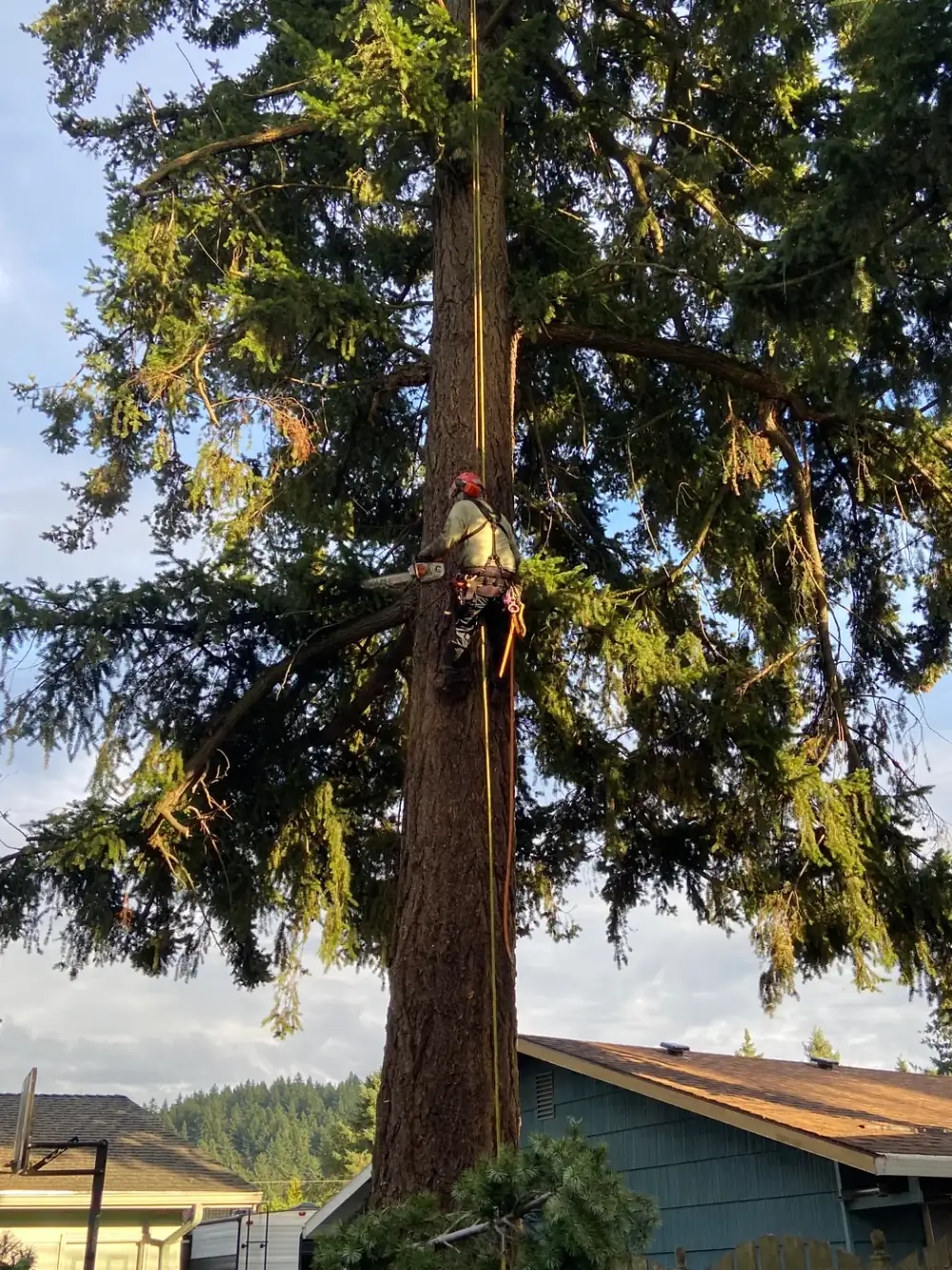 Climber topping a tall conifer against a clear sky