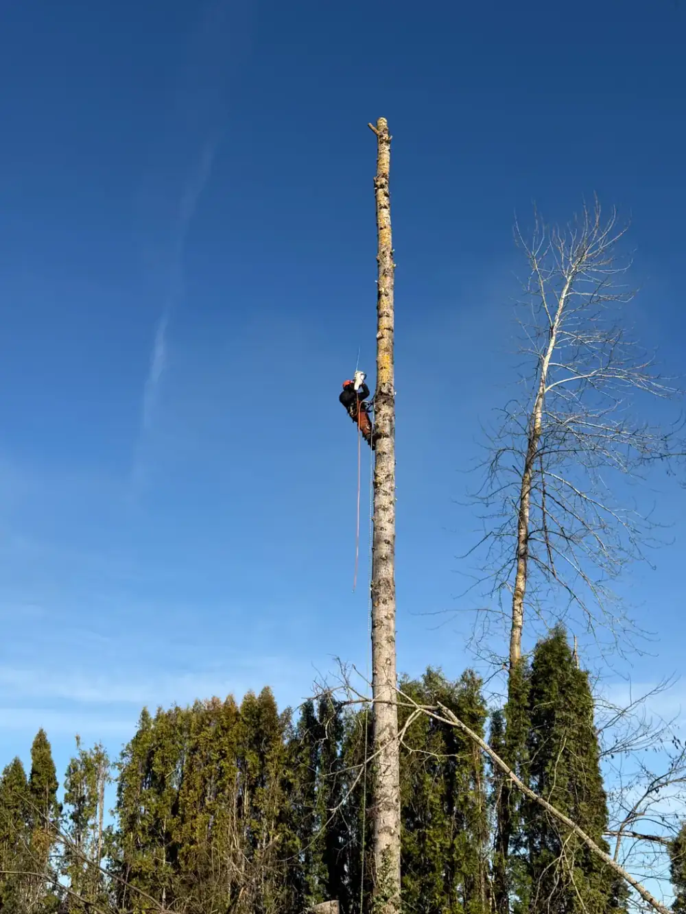 Arborist roped in and rigging a large limb