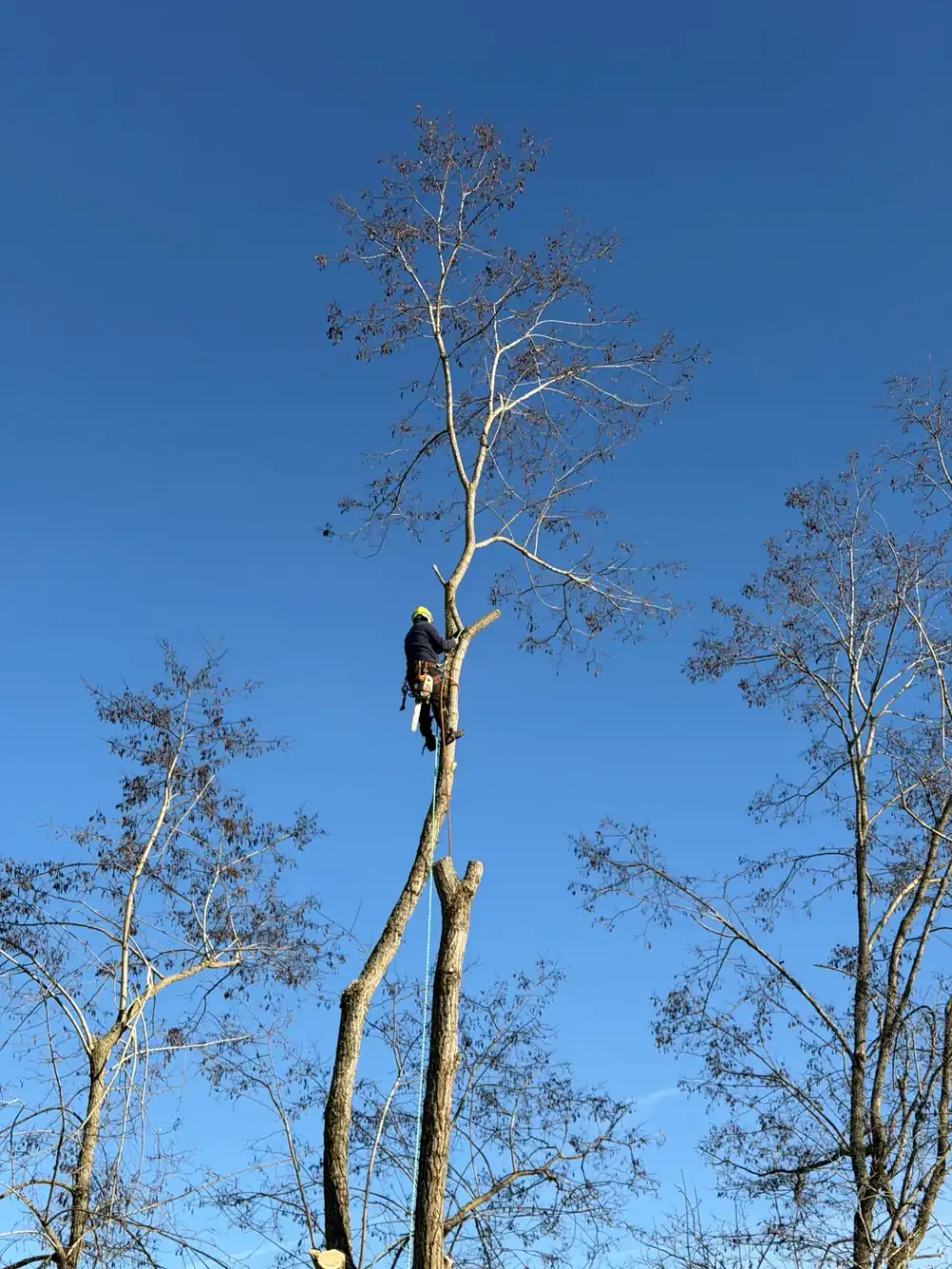 SkyTop crew member cutting a felled trunk with a chainsaw