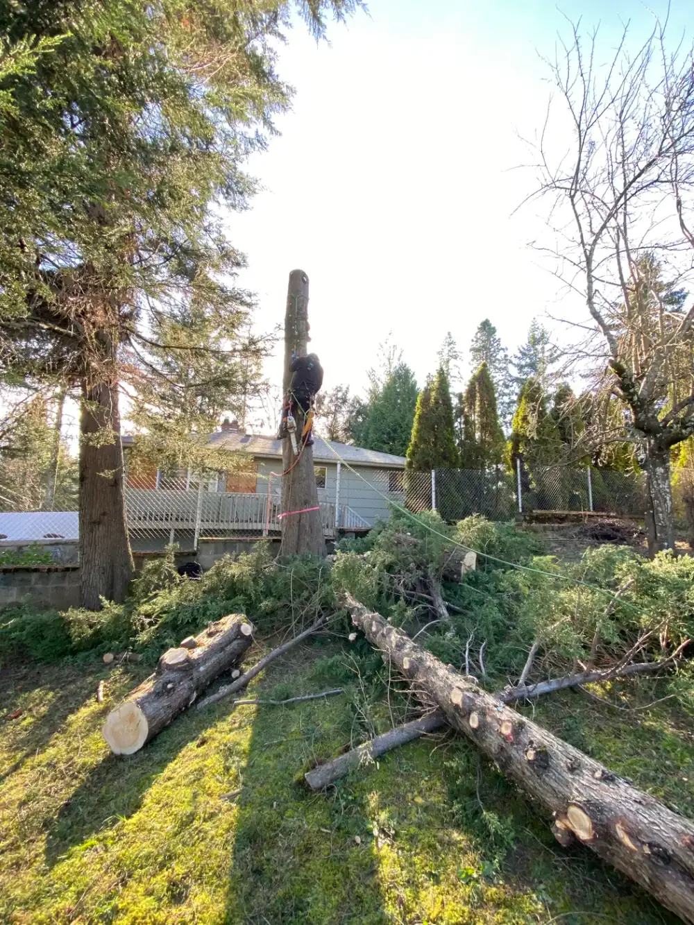 Tall fir being dismantled in sections in a backyard