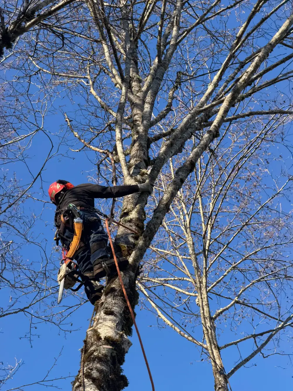 Removing a hazardous tree next to a house