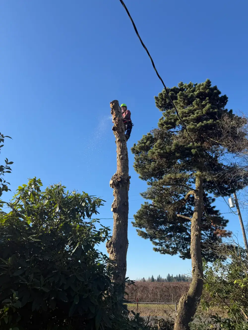 Climber high in a bare hardwood, pruning limbs