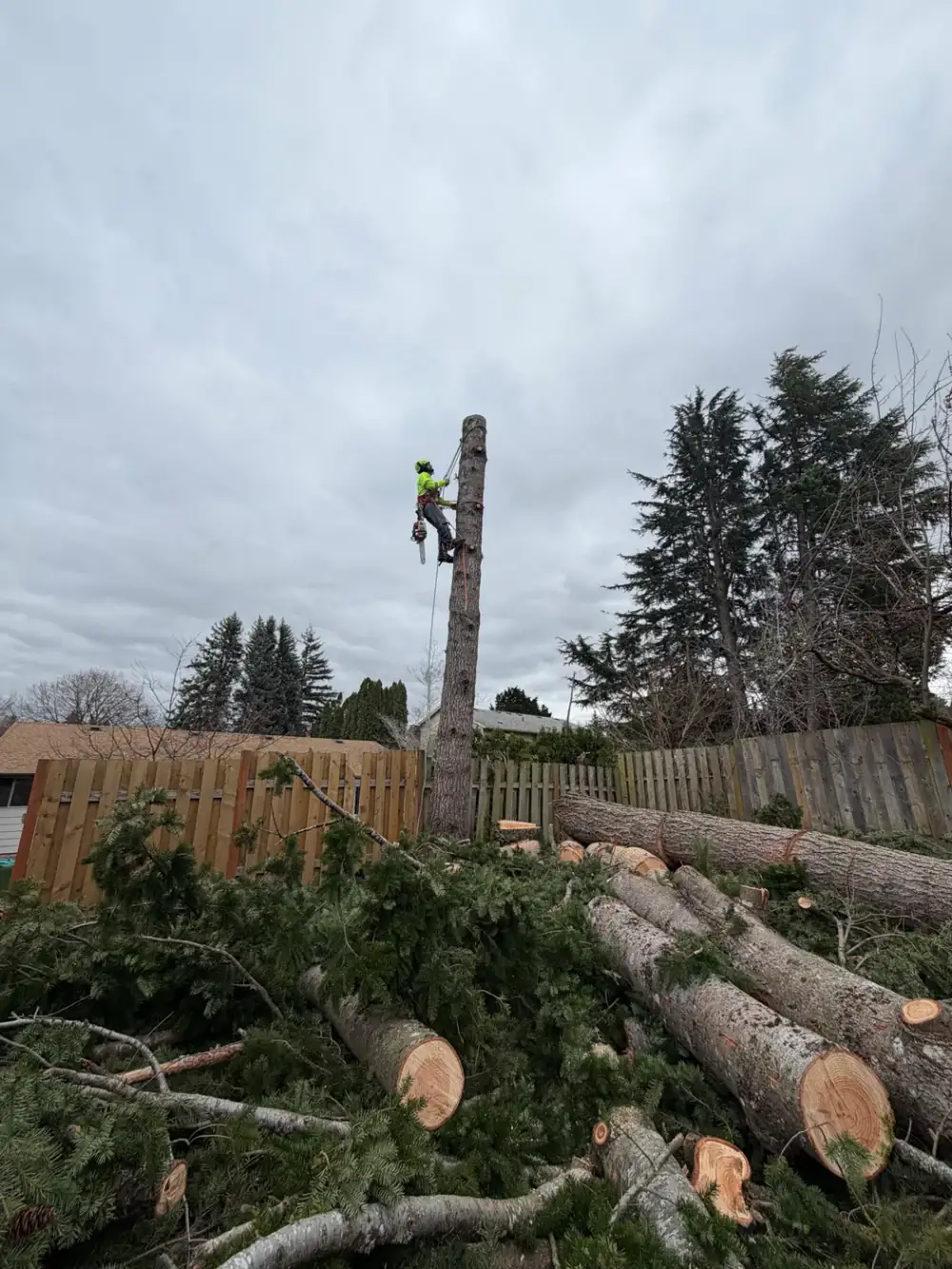 Chainsaw resting on a freshly cut log
