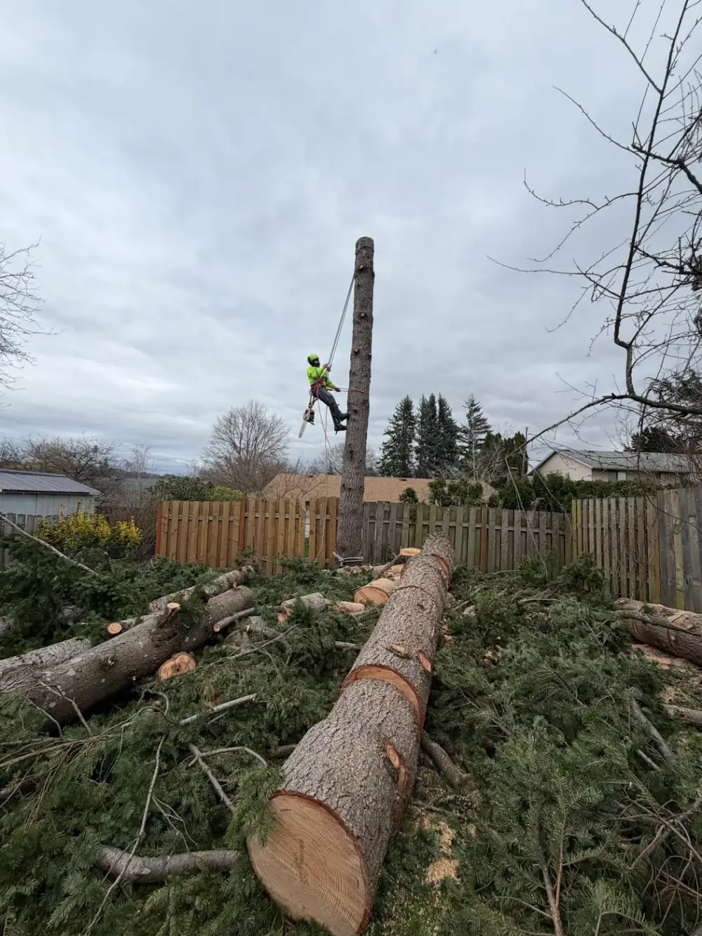 Reducing a tall tree limb by limb near power access
