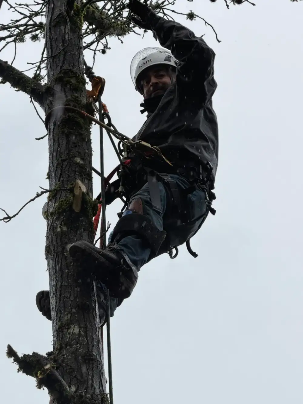 Working a tree down close to a two-story home