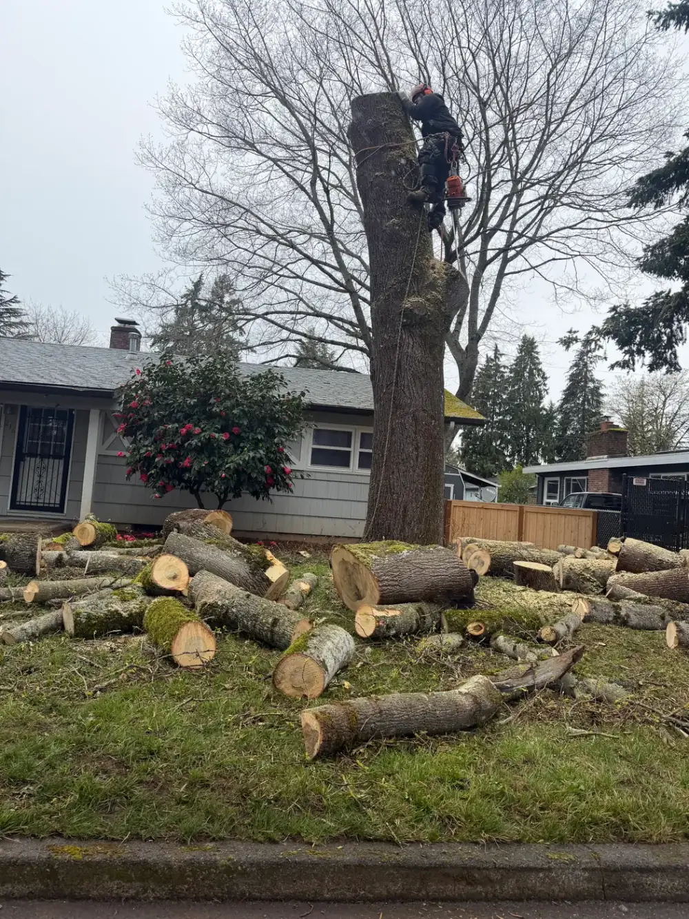 Ground crew hauling cut wood from a removal