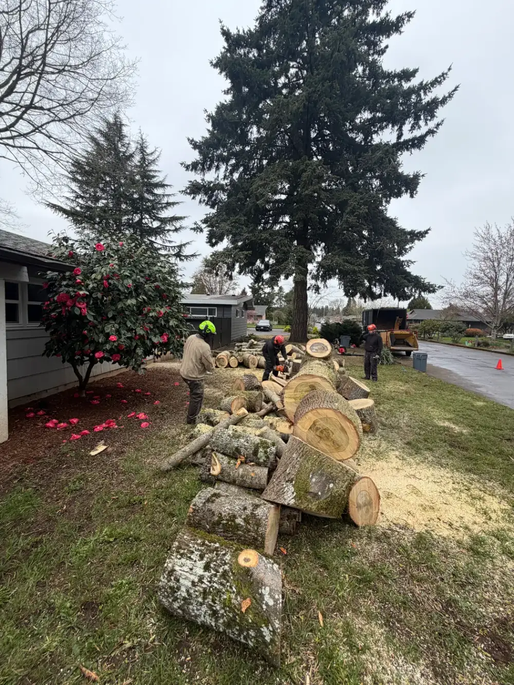 SkyTop arborist climbing a tall tree during a removal in the Portland metro