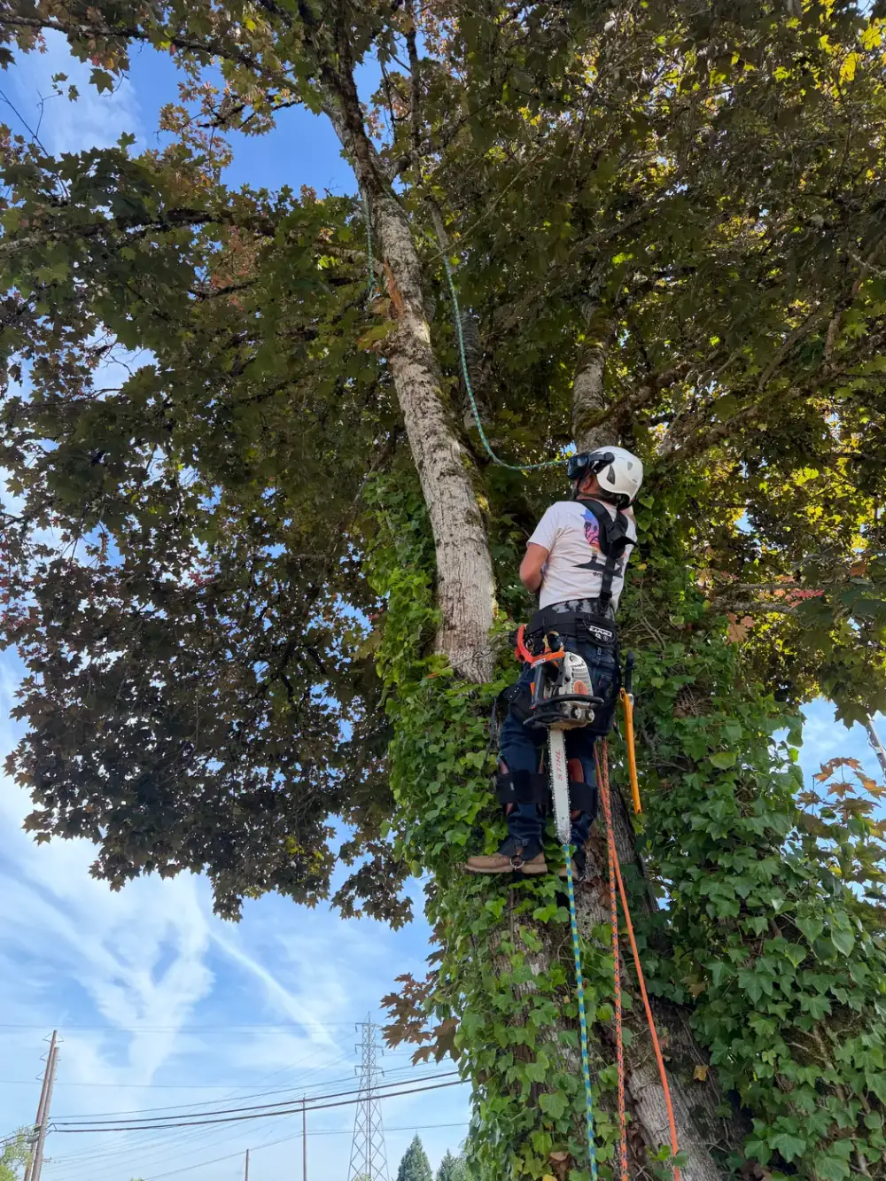 Tree crew clearing storm-downed limbs from a yard