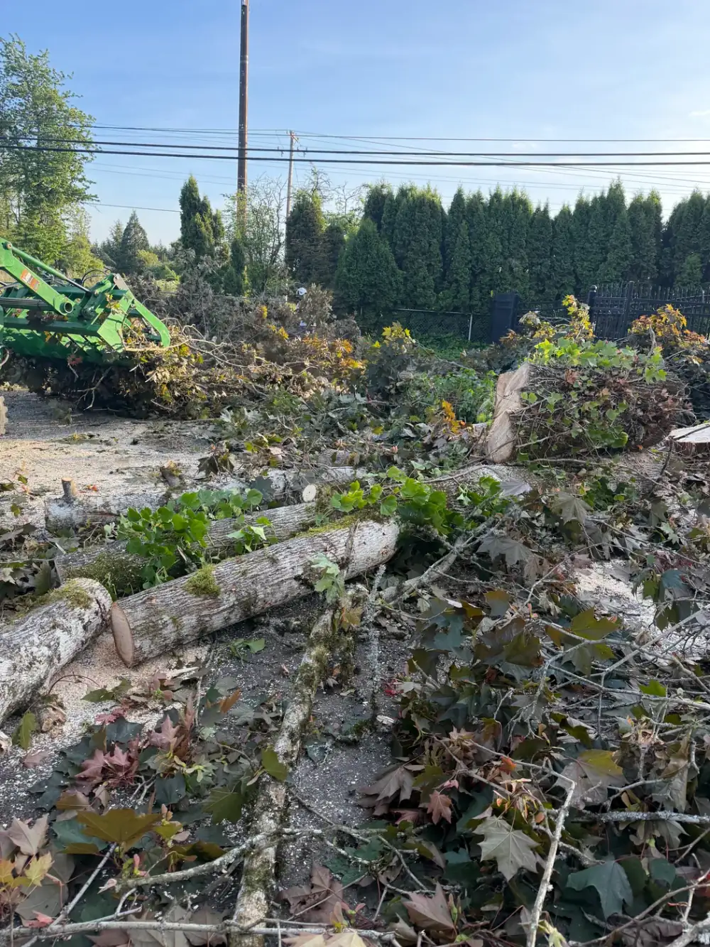 Arborist roped in and rigging a large limb