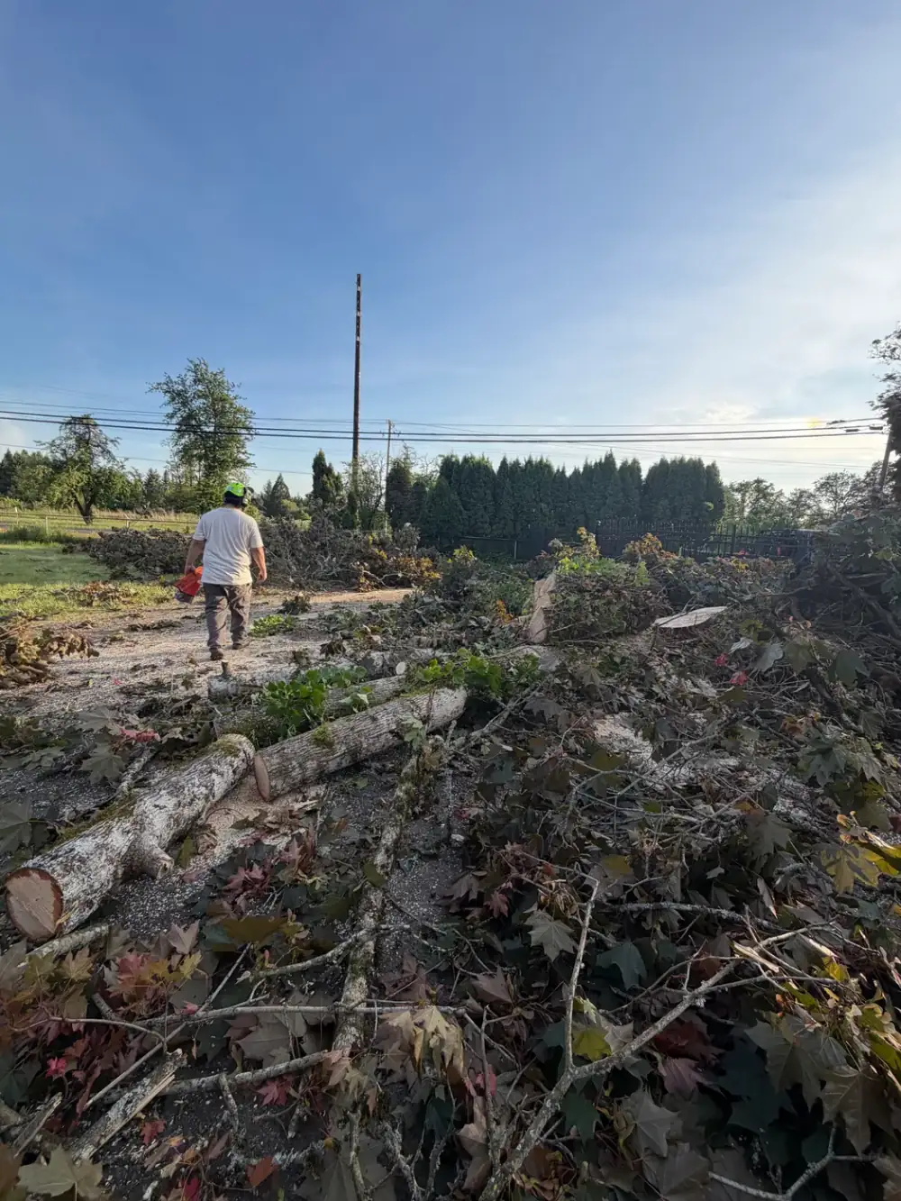 SkyTop crew member cutting a felled trunk with a chainsaw