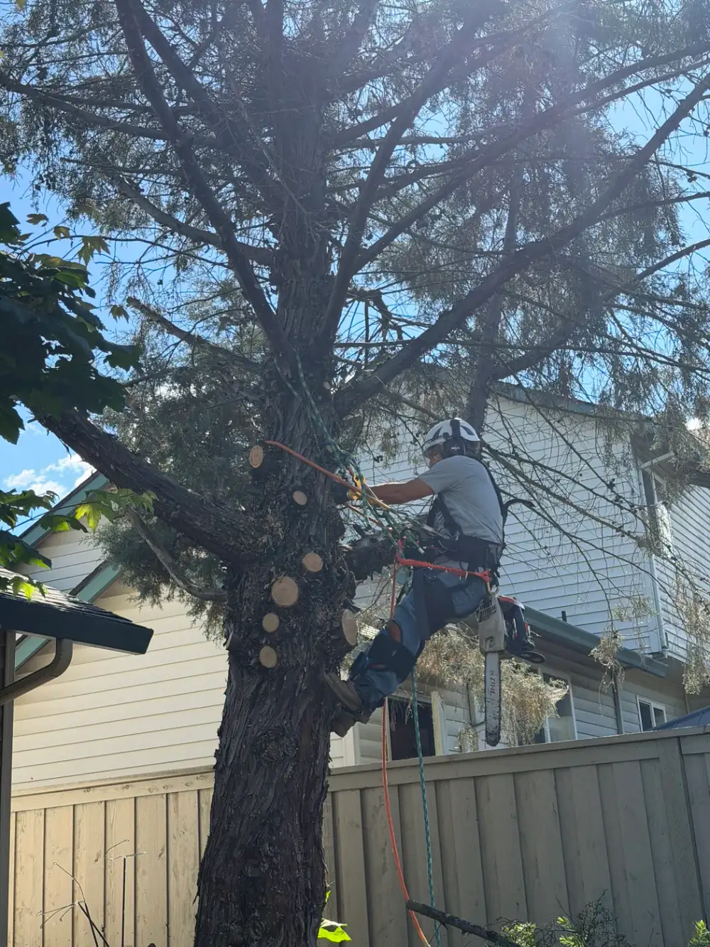 Tall fir being dismantled in sections in a backyard