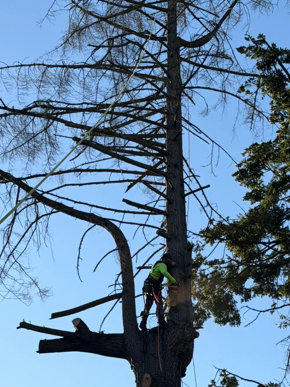 Removing a hazardous tree next to a house