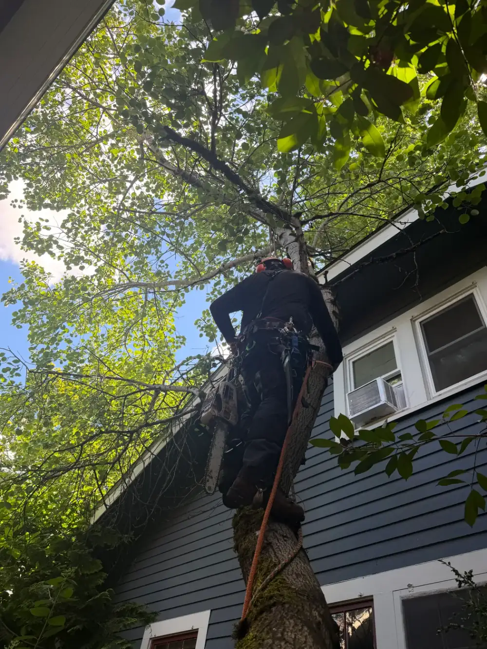 SkyTop tree service crew at work in an Oregon yard