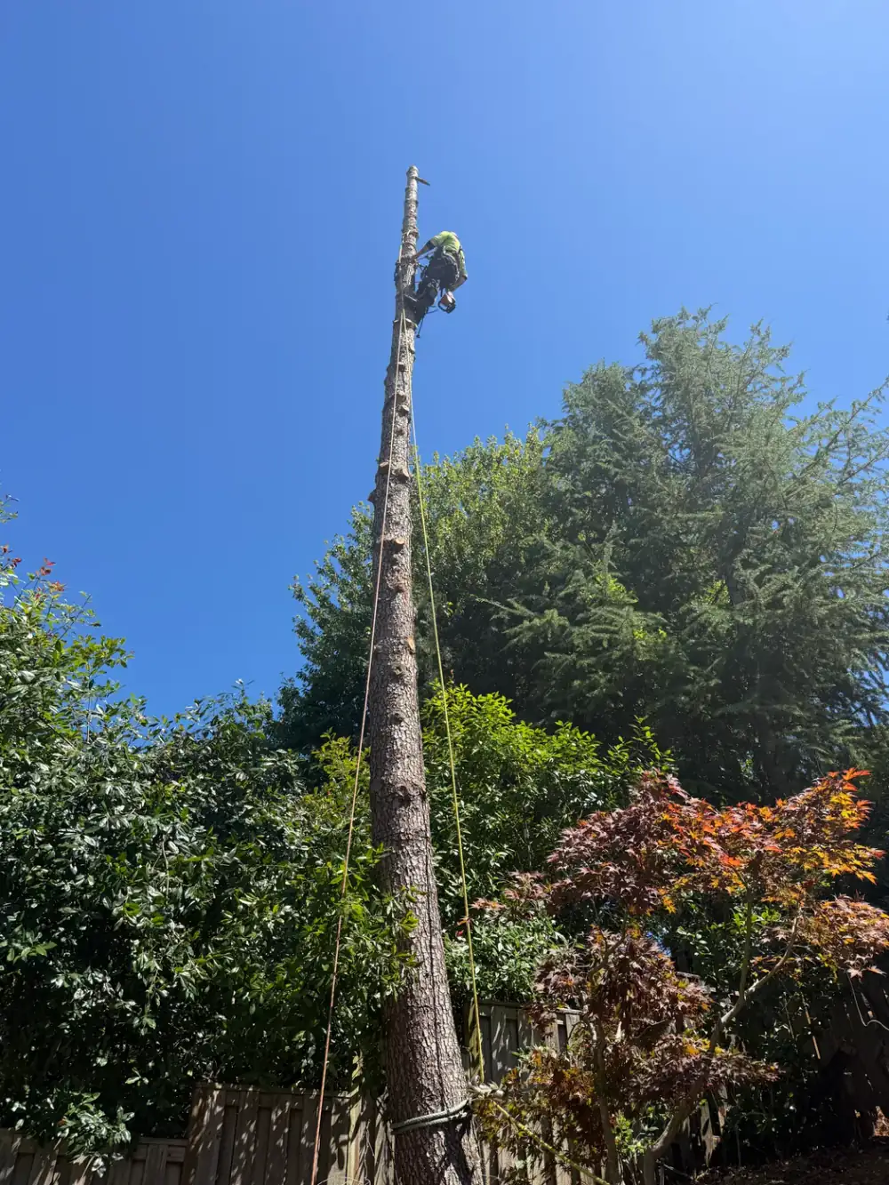 Cleanup of a large removal, brush and logs staged for haul-away