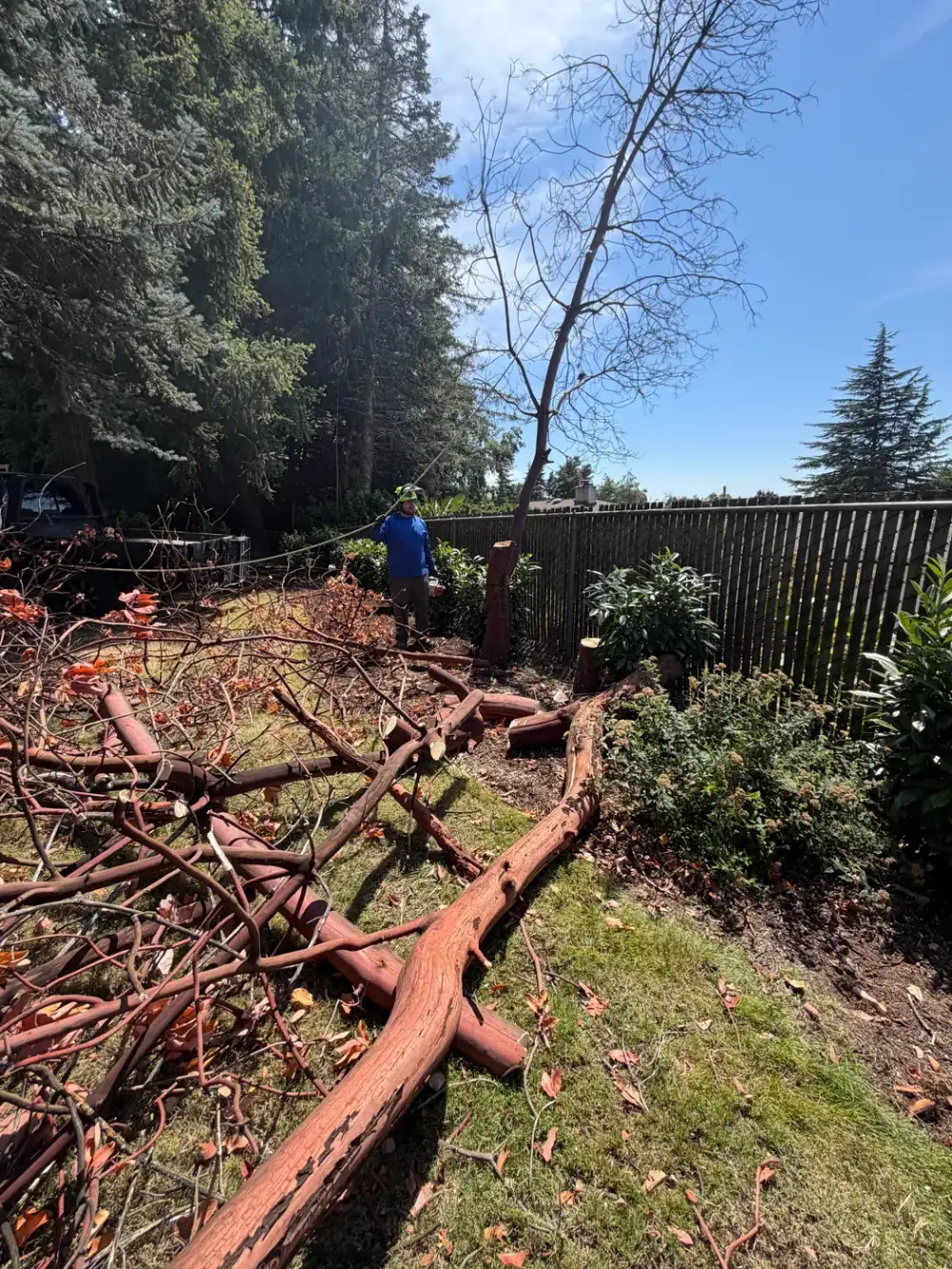 Felled conifer bucked into rounds on the lawn