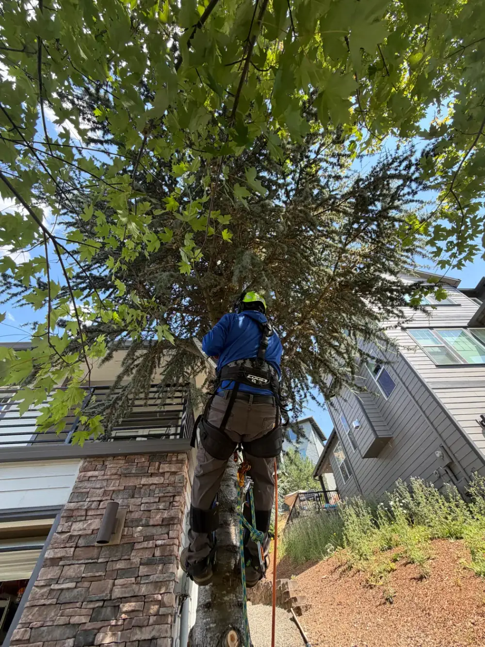 Arborist trimming the canopy of a mature shade tree