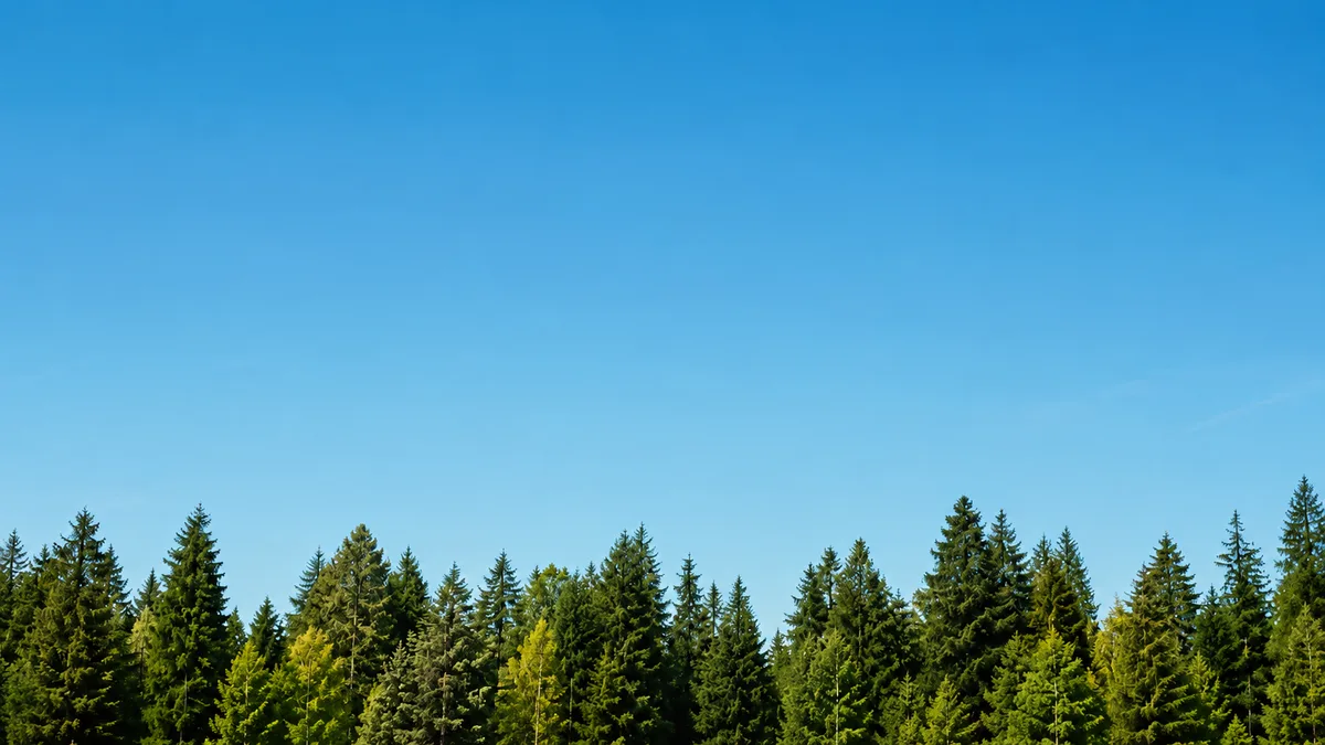 Evergreen treeline against a clear Oregon sky